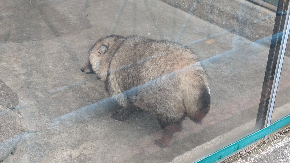 たぬきとくまと on X