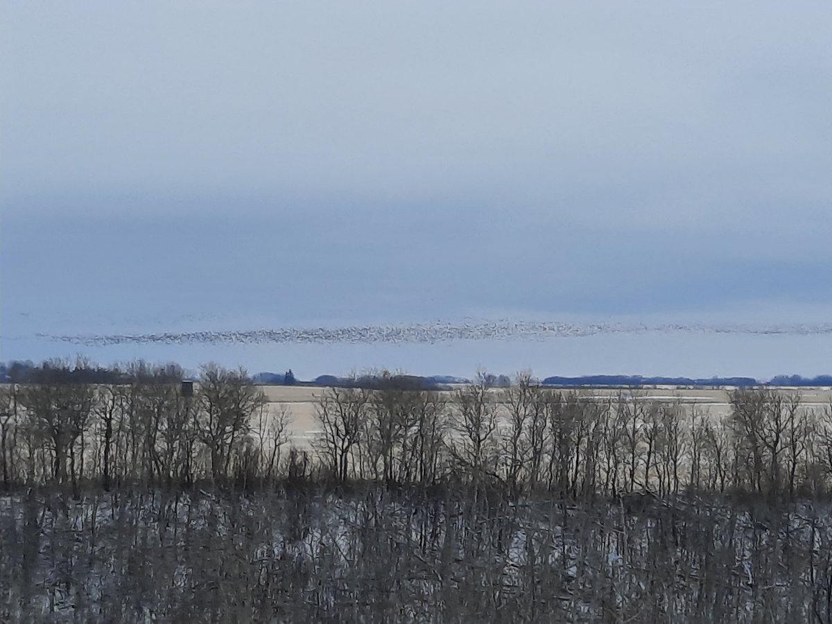 kidkrayon's tweet image. It got pretty chilly overnight here in Midwest Saskatchewan, 🇨🇦.
🥶
Tonight will be even colder; forecasted low is -13°C/8.6°F with a wind chill of -20°C/-4°F.
The 1,000s of geese in area don&apos;t seem to mind, though. I reckon they ain&apos;t leavin&apos; yet.
My unedited 🎞/📷s, 8 Nov 2025: