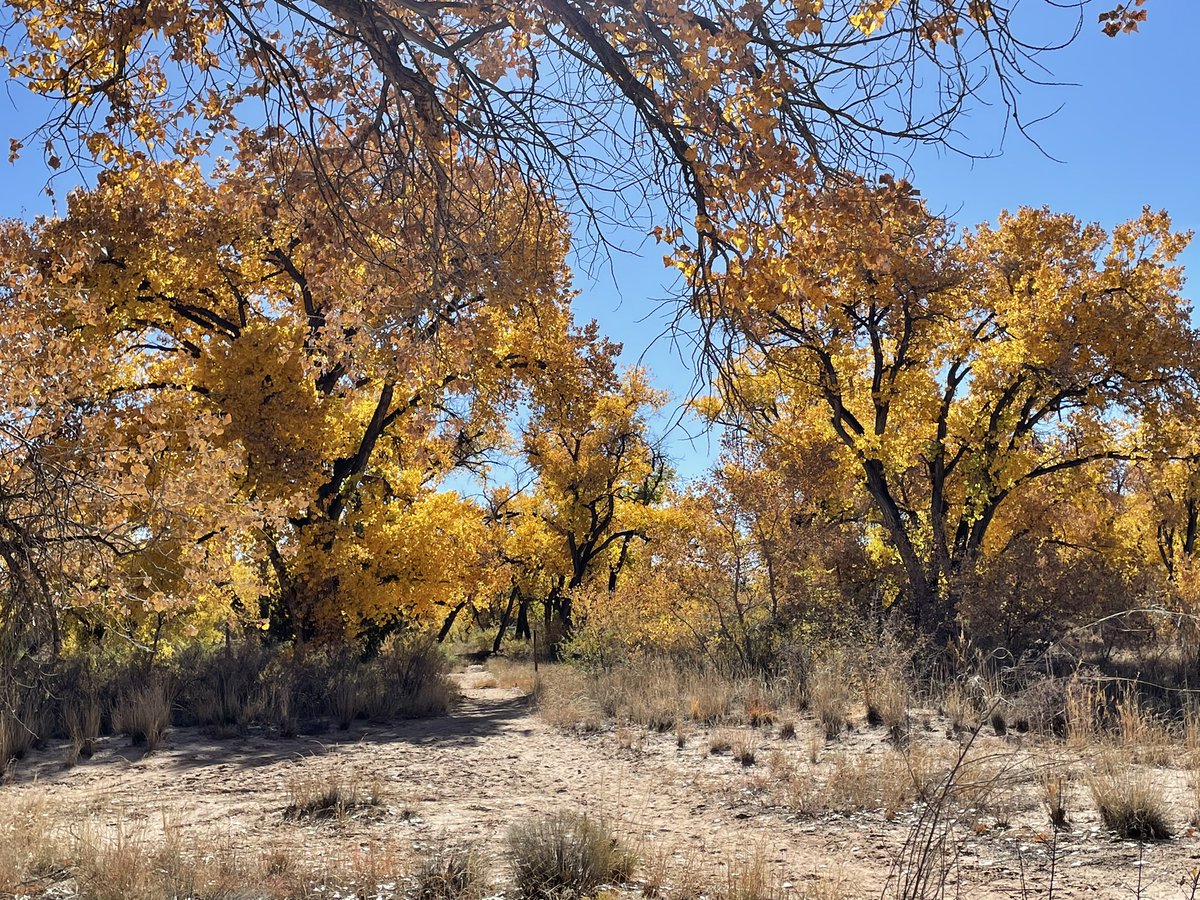 Howtobefit's tweet image. Nice little adventure in the Rio Grande bosque this morning. There was plenty of water in the river, the ditch was running clear again, the leaves are changing, and I looped back along the Paseo del Bosque Trail.