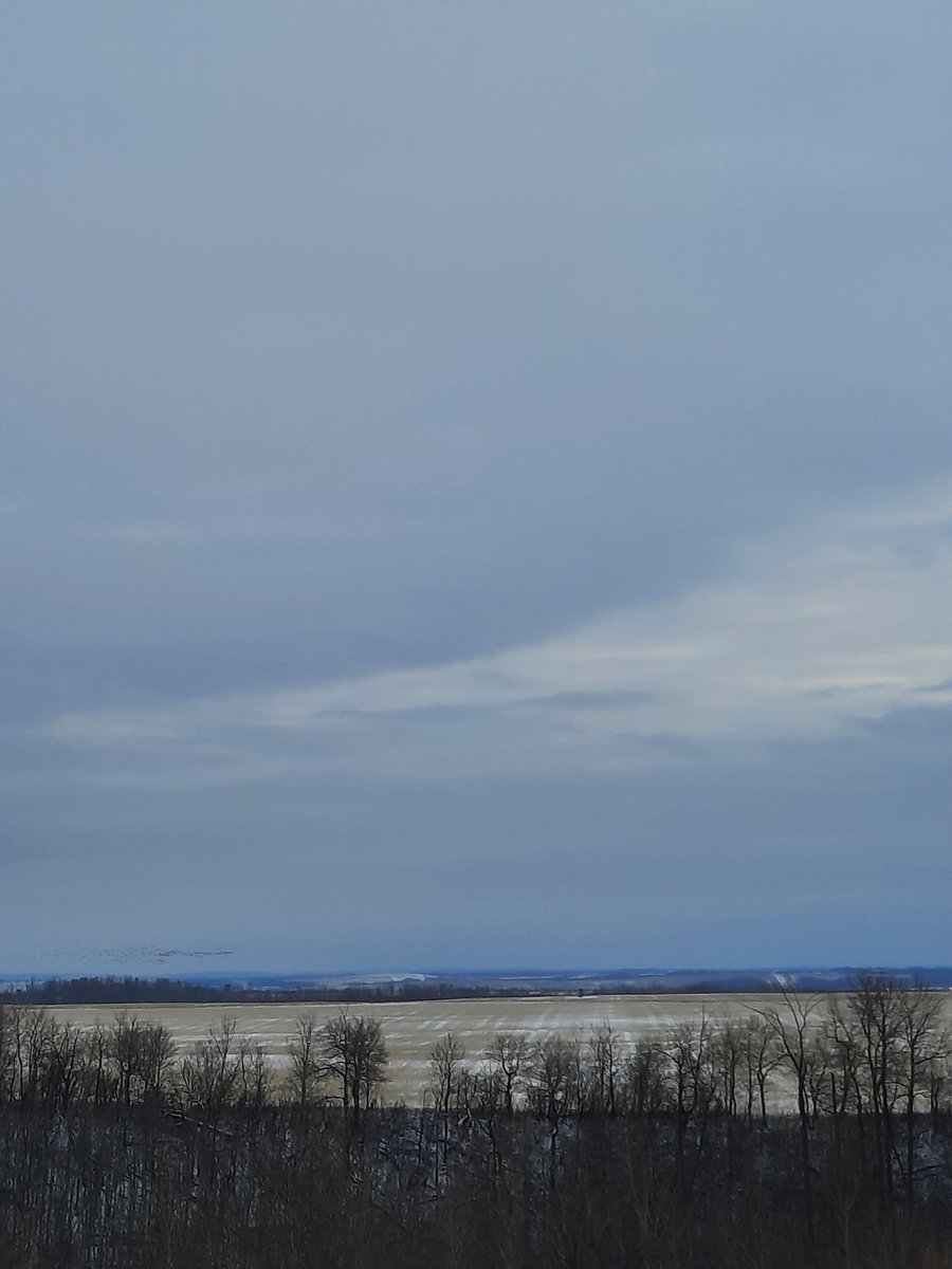 kidkrayon's tweet image. It got pretty chilly overnight here in Midwest Saskatchewan, 🇨🇦.
🥶
Tonight will be even colder; forecasted low is -13°C/8.6°F with a wind chill of -20°C/-4°F.
The 1,000s of geese in area don&apos;t seem to mind, though. I reckon they ain&apos;t leavin&apos; yet.
My unedited 🎞/📷s, 8 Nov 2025: