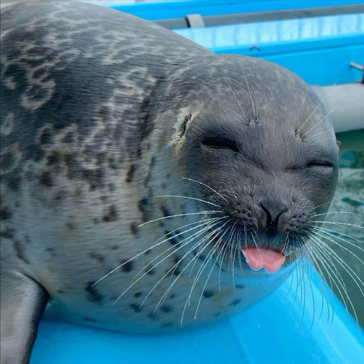 Lovejoy as seals (@lvjyseals) on Twitter photo 