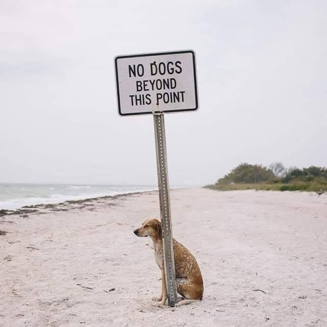 OzDogLover's tweet photo. ๐๏ธ Sometimes, when rules make no sense you just have to take a stand... This little rebel knows exactly where to draw the line. Happy #WorldFreedomDay!
May your boundaries be few and your zoomies be plentiful.
#RebelDog #DogLogic #BeachDog #SandyPaws #RulesAreMeantToBeBroken https://t.co/iLvEcbDBtK