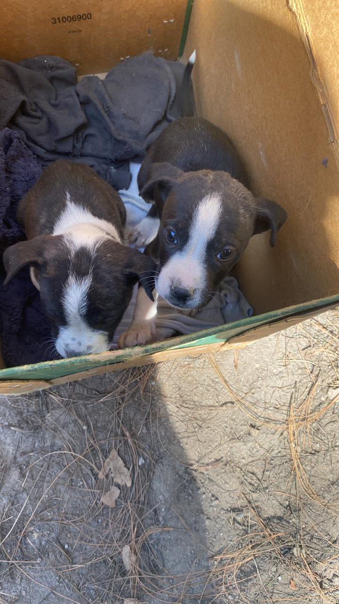 MonserratArgume's tweet image. Perritas en adopción, las encontré en una caja abandonadas, las puedo entregar vacunadas y desparasitadas, muchas gracias por ayudar a difundir @taxianimalista @VIBRAmascotas