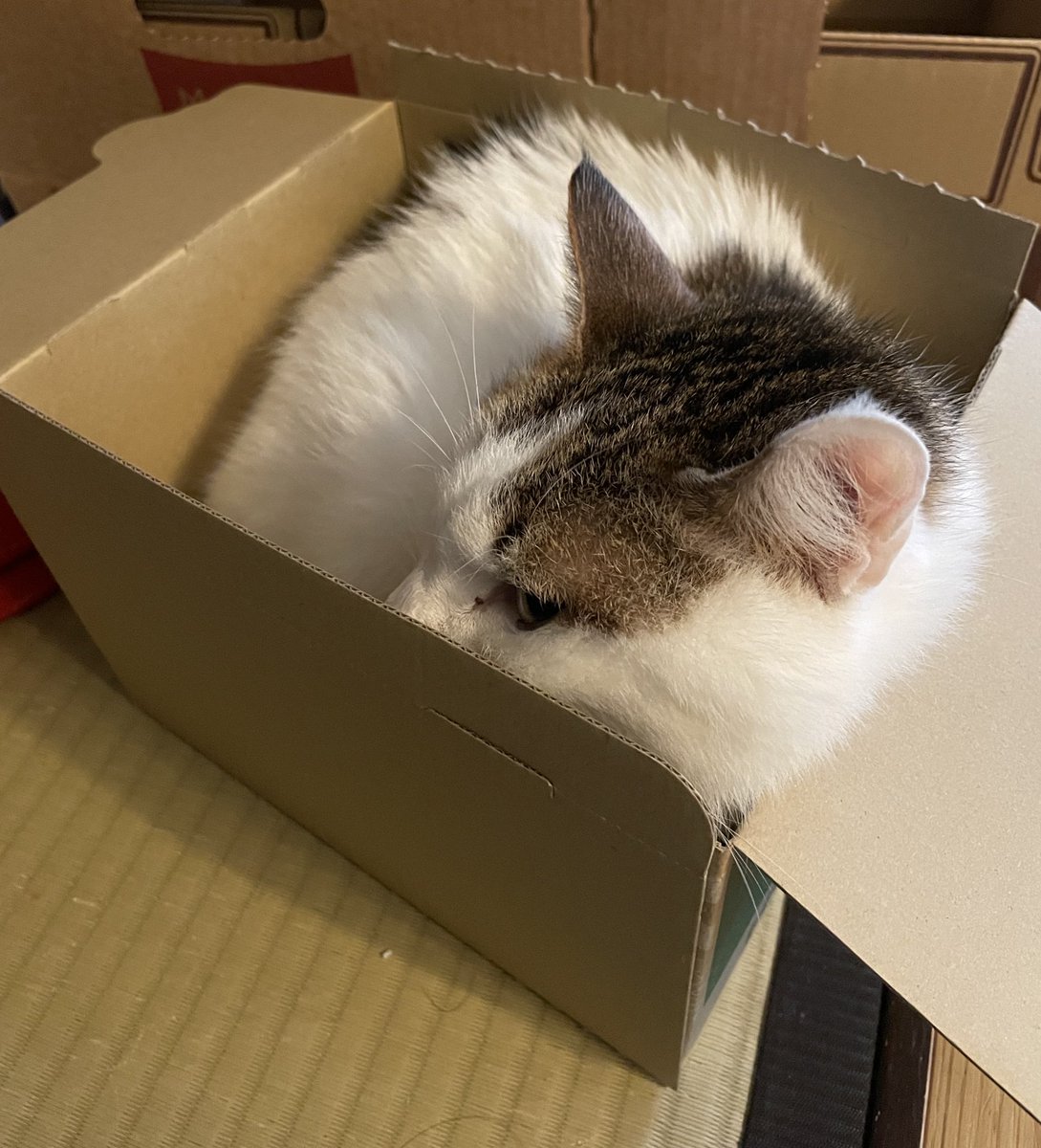 小さい箱に収まるゆきちさん
#ねこ