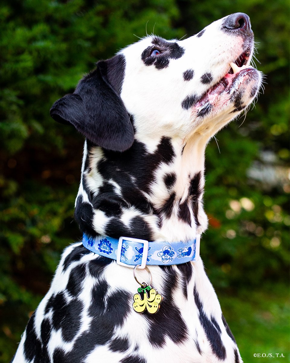 Pawsonify's tweet photo. Katana’s out here haunting the Grand Line in style 👻⚓️ This Dalmatian pirate’s rocking the New World Collar and Perona’s Hollow-Hollow Tag like she owns Thriller Bark 🩷🐾
#OnePiece #Perona #Pawsonify #Dalmatian #AnimePets #StrawHatCrew #HollowHollow #AnimeDogs https://t.co/CID5sAbVDI