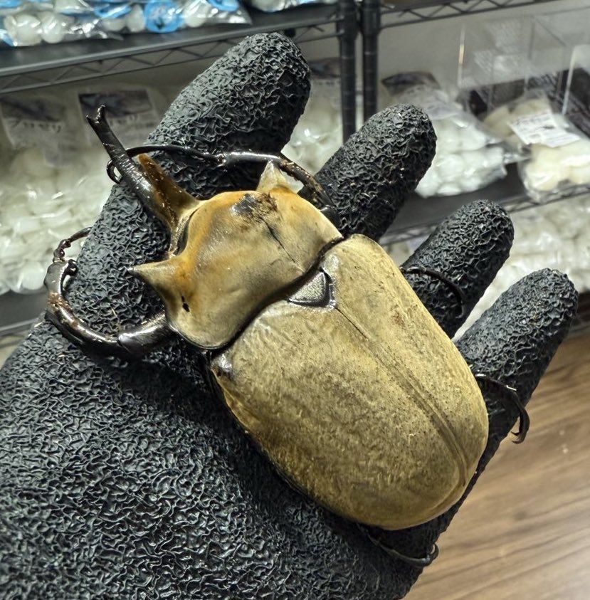 テナガコガネ (@tenaga_kogane) / Posts / X