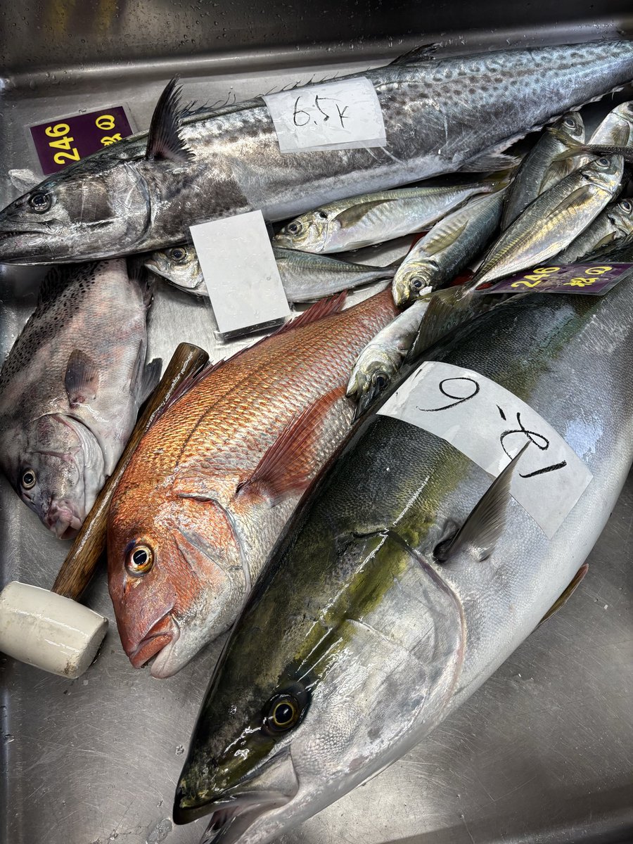 地物ぶりなど入りました