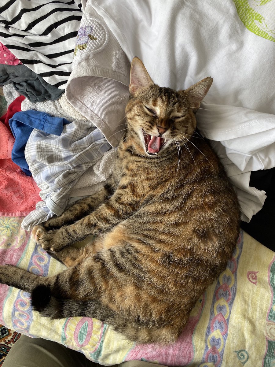 bbrk24's tweet photo. Yoo kesinlikle teki pembe ayaklı bu kedi 😅 https://t.co/9ZLBLRiHgz