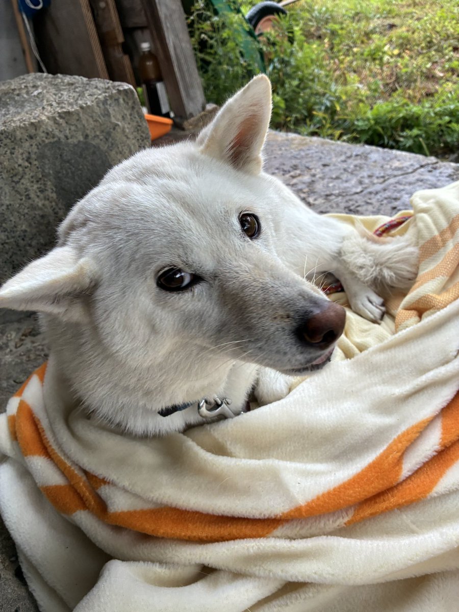 今日は岡山マラソンの日なのに雨ですね。  #今日のマス