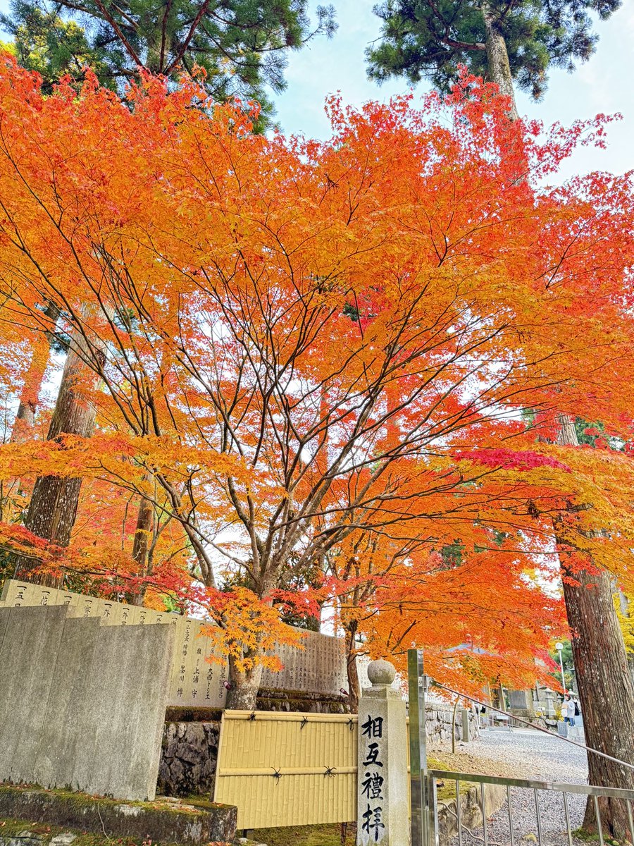 kazuemon0924's tweet photo. 色付いた紅葉が綺麗でした。でも山は既に冬の気配。寒かったです。
乗らなかったけど天空のブランコも夕日に照らされて良かったです。 https://t.co/HLq1v4Uz6f