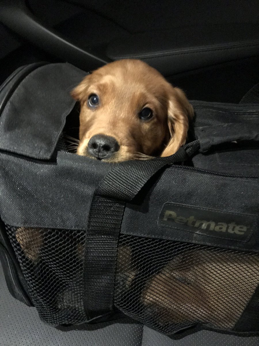 Happy Gotcha Day to Senator Blueberry! I got her 8 years ago today, right before Reputation came out. 

My baby’s fit like a daydream, walking with her tail up, I’m the one she’s walking to. 🐶🫐🖤