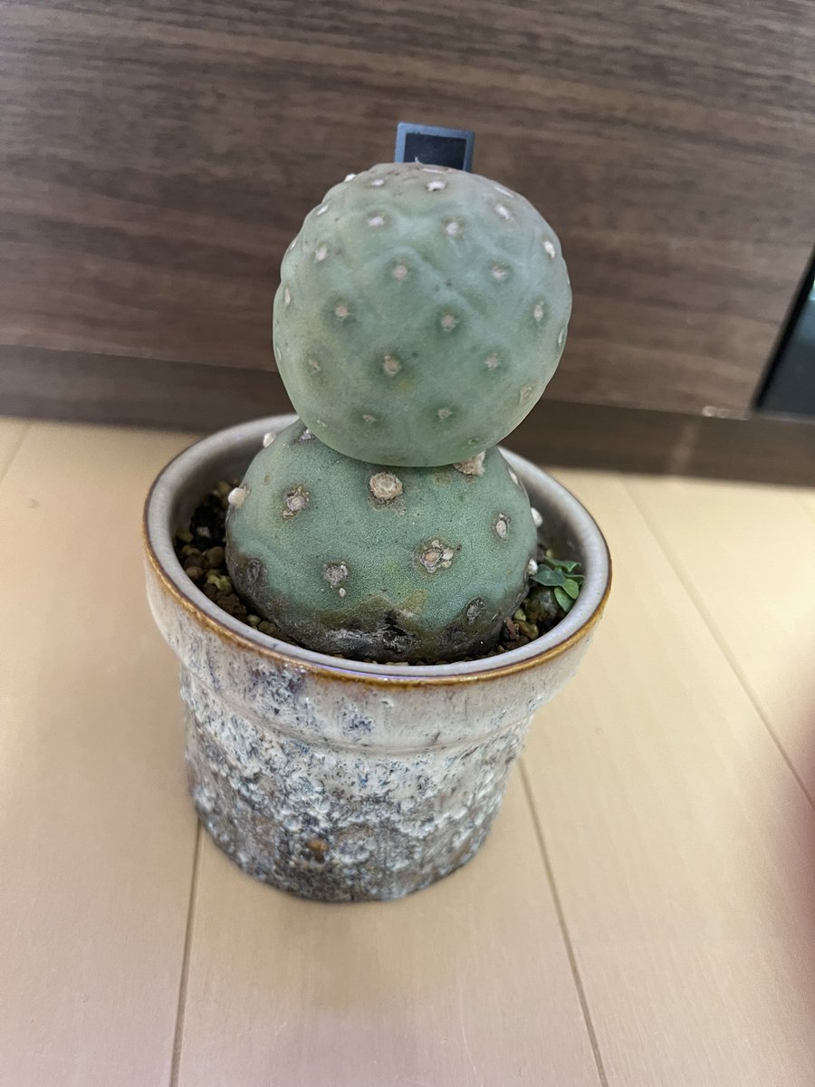 kimuraebinamazu's tweet image. ゲオメトリクスに子株😄
#ゲオメトリクス