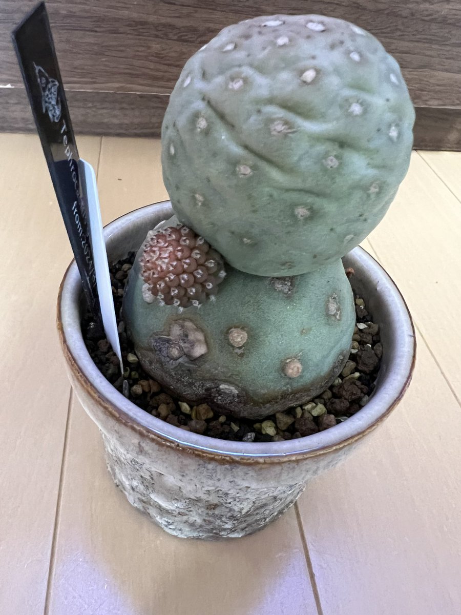 kimuraebinamazu's tweet image. ゲオメトリクスに子株😄
#ゲオメトリクス