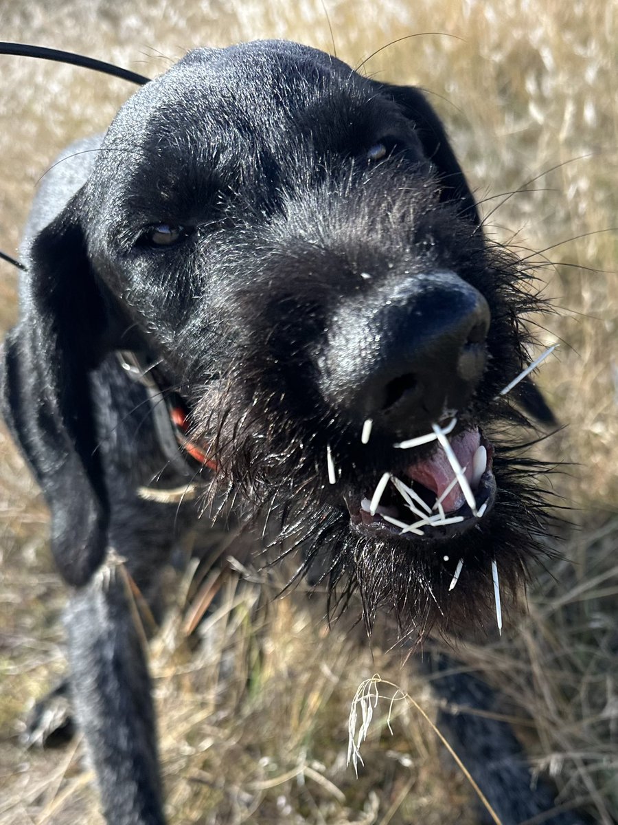 Guess who is a slow learner. Did. Not. Avoid. 🤣