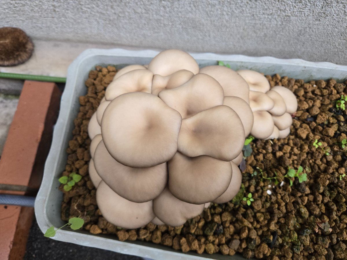 ヒラオカキミ茸　kobako④⑤ mi(みー） on X