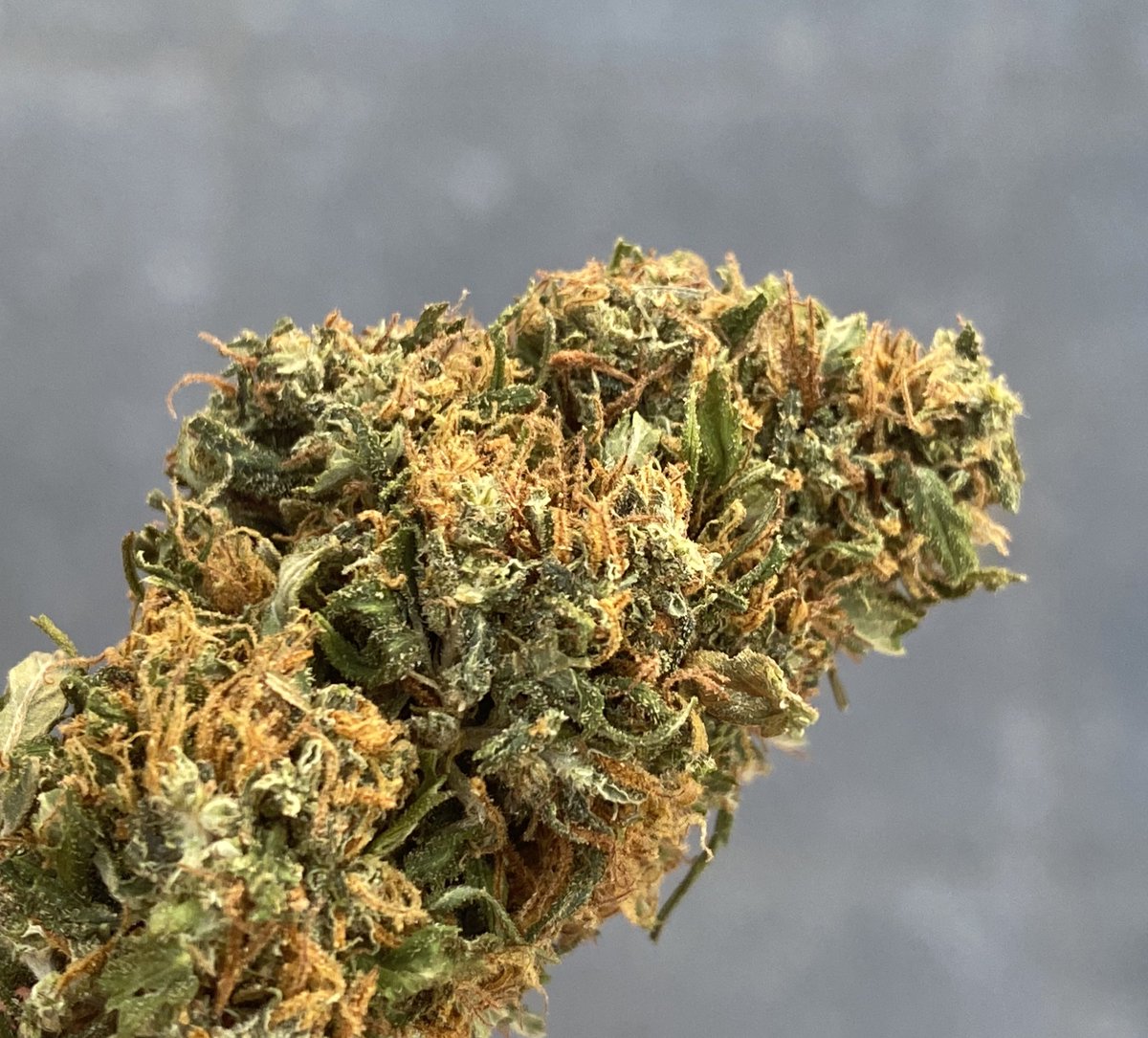 GabaMind420's tweet photo. Ya llego la flor! 🌹

Pocas piezas disponibles.
Entrega inmediata 
SOLO CDMX! https://t.co/ZE9XGivPv4