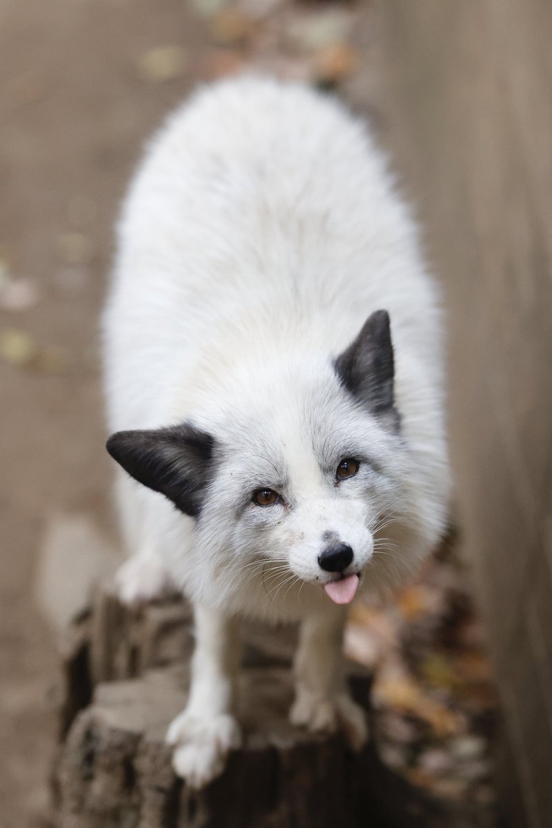 狐仙人乃弟子 トコノ オルタ on X