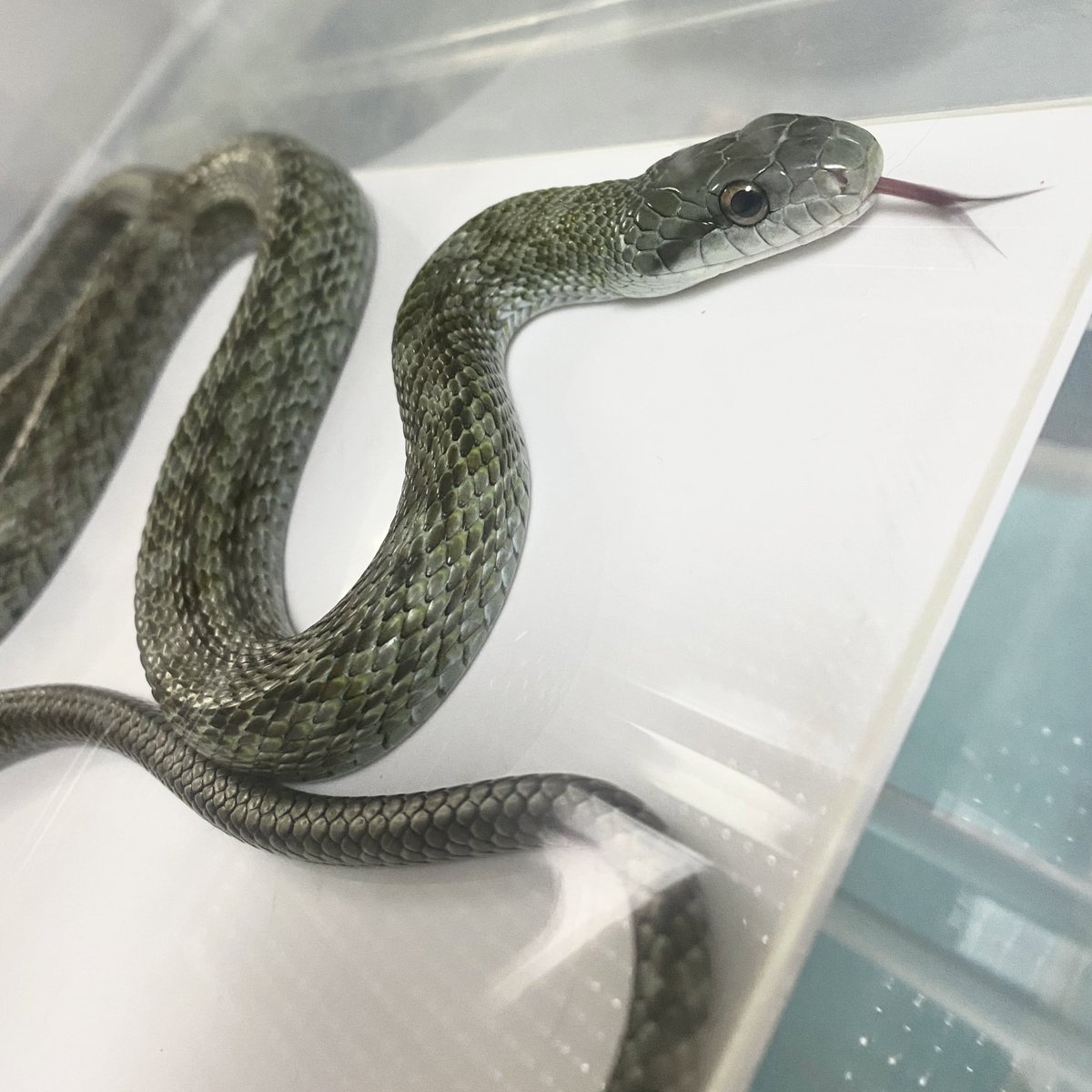 脱皮が上手い子