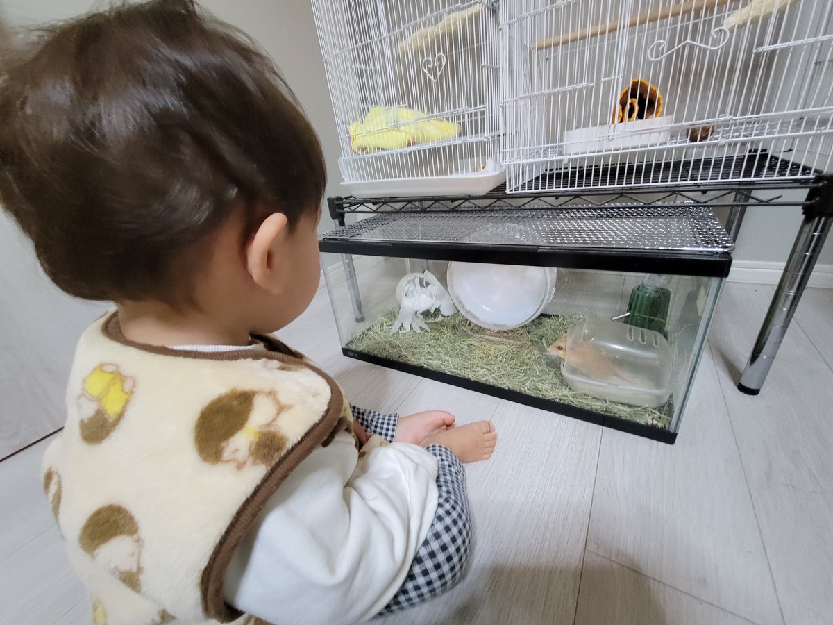 ぐりーん げっ歯類と暮らす (@momotoroeno) / Posts / X