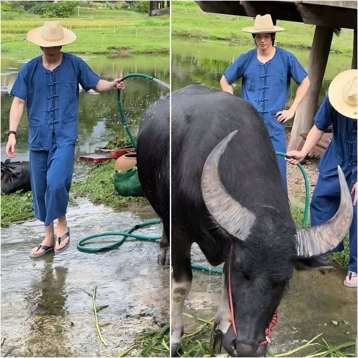 shopper_mm's tweet image. Back in the day, he wasn’t good with animals, but now he’s even taking care of a huge bull…
Maybe it’s because of the person who called him "my little buffalo…"🐃🤭

#winmetawin #2gether #sarawattine