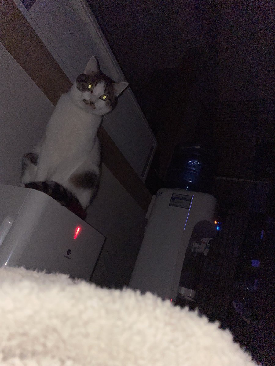 夜中に目を開けたら、わるちゃんに見守られてた😂