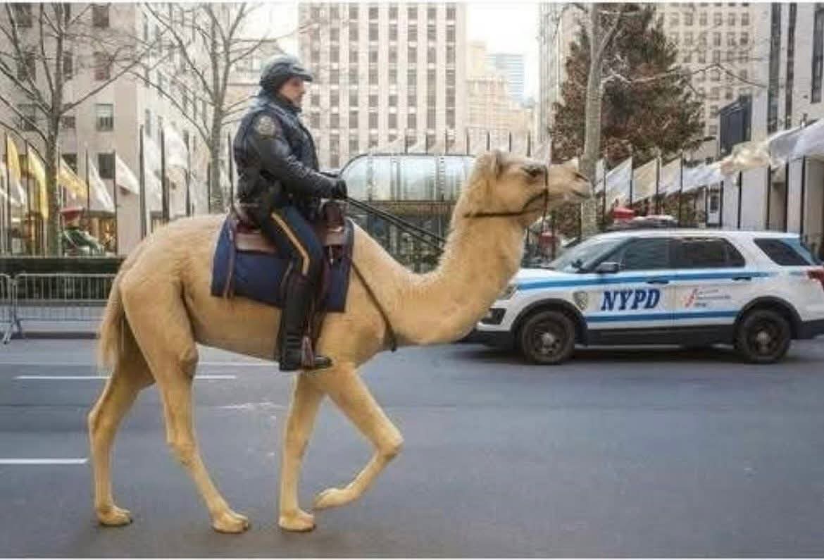 <a href="/Maga4liberty/">Mark Lewis</a> i got this