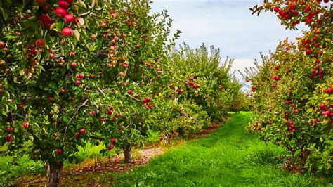 pawpaw_ray's tweet image. 🍎It is “Cider Monday”🍎
Fun #kids ideas:
👉Uncover how #Cider is made!
👉Get cider from an #orchard or #farm!
👉Try Cider hot, and try it cold!

Fun #ParentingTips and #HomeSchool ideas about #CiderMonday