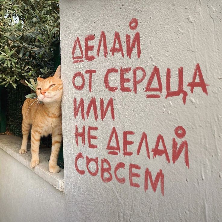 Ты и я из сахарной ваты
Губы вкуса сахарной ваты
Улыбка и смех из сахарной ваты