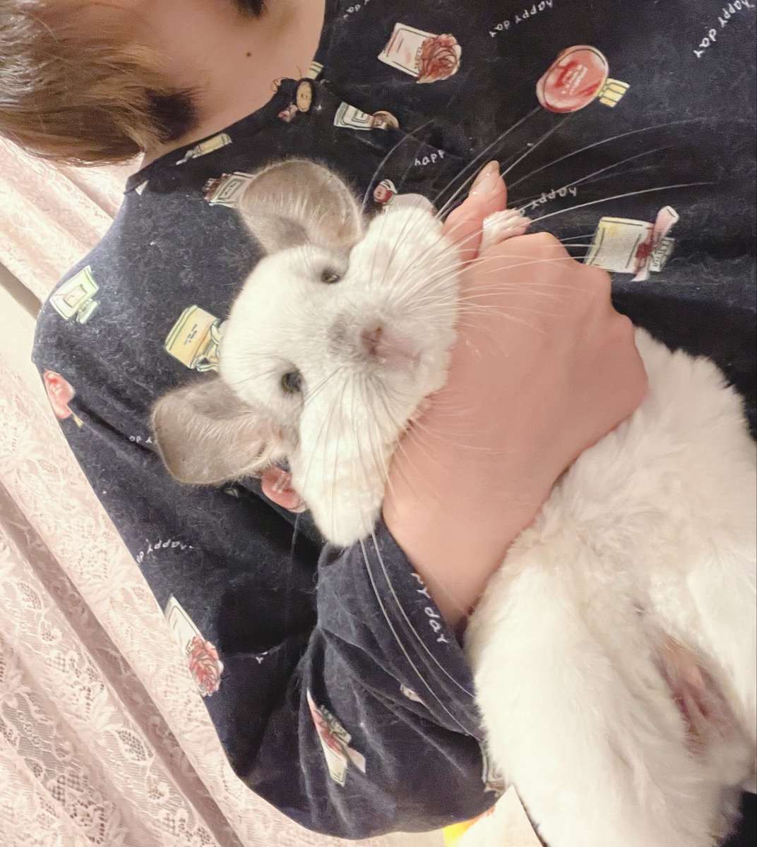 お化粧邪魔しにきたネズミはこうじゃ　朝から大はしゃぎで忙しそうなネズミだね