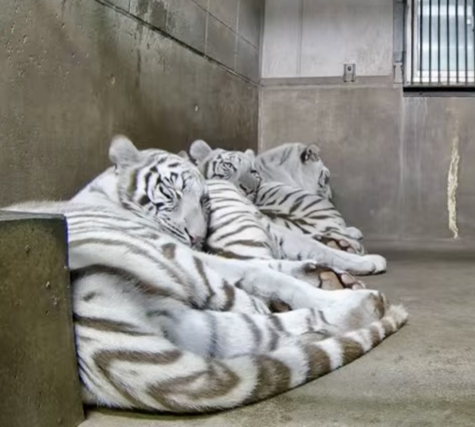 おはよう〜😊
起きたらコレで、朝から癒される〜😆💕
🐅🚃🐅🚃🐅🚃🎵