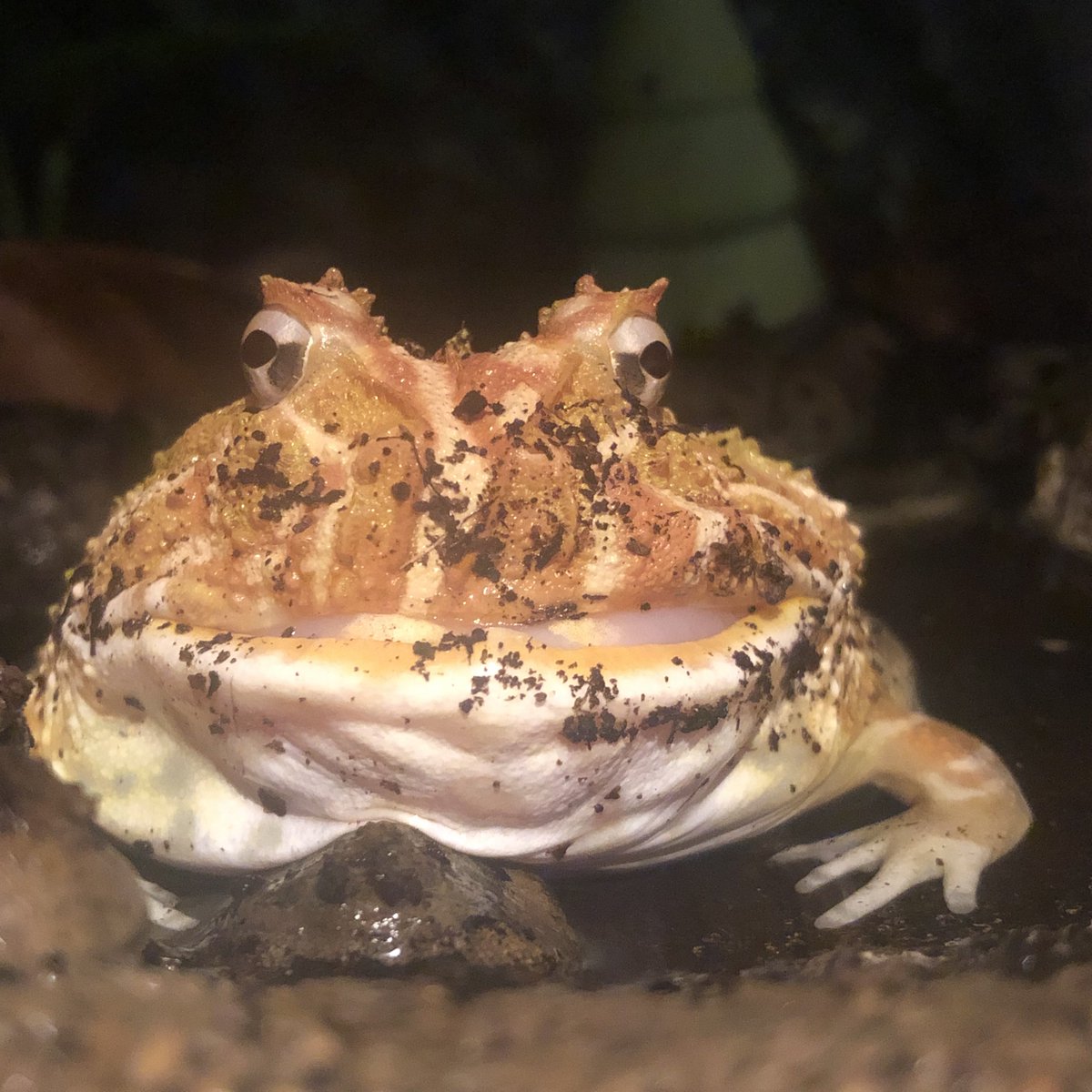 How is this thing real and in my home