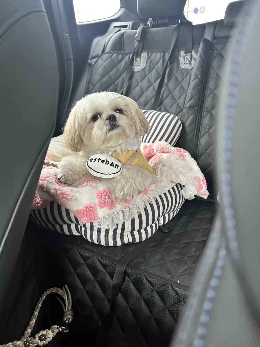 えっちゃん様❤チワワ シーズー birthdayオブジェ♡ えっちゃん (@BokuEsteban) / Posts / X