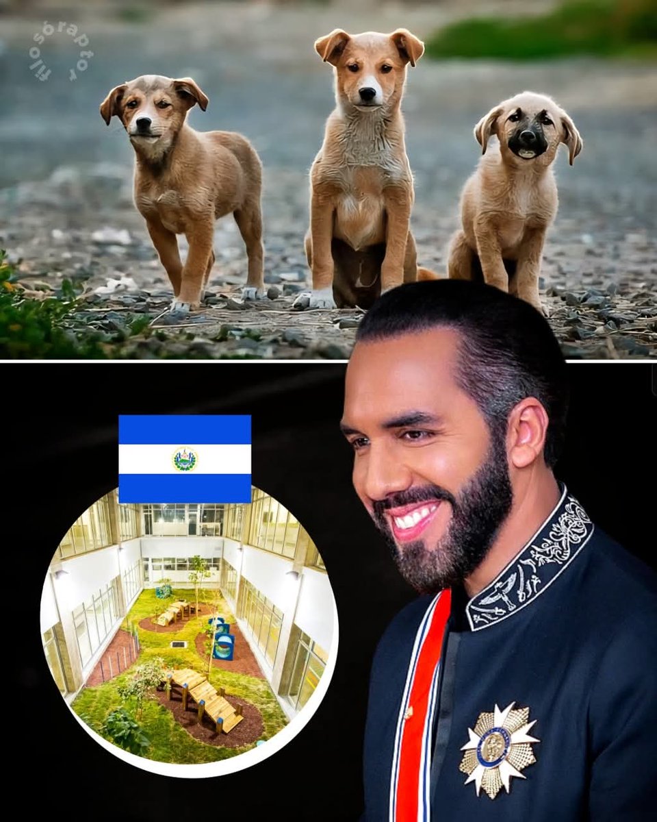 TeamNayibCojute's tweet image. Gracias Presidente @NayibBukele por preocuparse por los que no tienen voz. Por eso y muchas cosas más, es el Presidente mejor evaluado del mundo. 

Los perritos 🐕 se lo agradecerán.