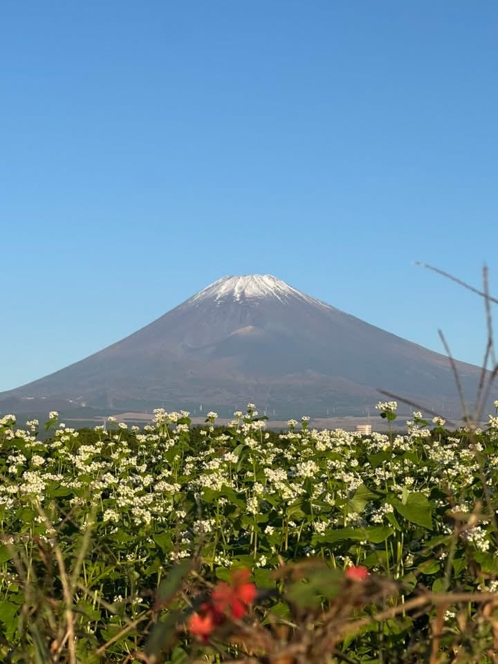 皆さん、おはようございます😺
今日も✨よろしくお願いします
良い日曜日をお過ごし下さい‼️