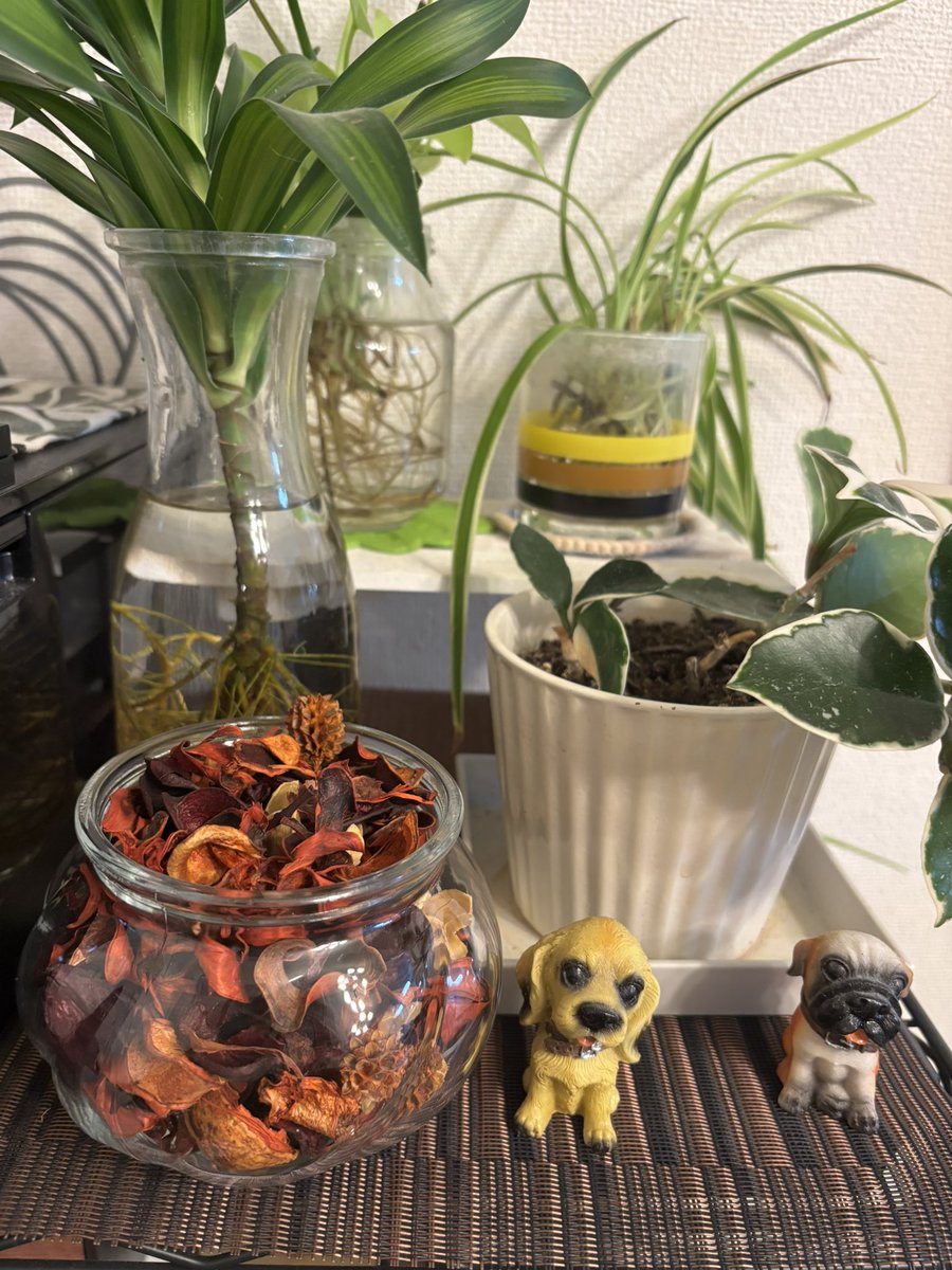 merimo27's tweet image. 昨日、IKEAで買った『ポプラ』🍁
季節感出ていい感じのインテリアになった！

ポプラ：99円
ガラスの入れ物：129円

安すぎません？ちょっとした変化をお部屋に加えるだけでも、在宅ワークのモチベ上がる気がする✨
雨なので今日少し執筆進めます！
#webライターと繋がりたい