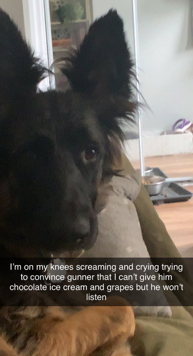 Gunner says you should like this tweet for absolutely no reason in particular