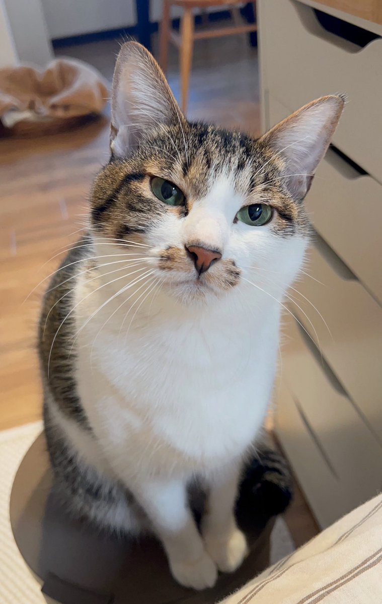 遊べ遊べと要求してくるうずめに「区切りのいいところまで待ってね」と言ったらこの顔でずっと待ってて(しかも至近距離で)作業に集中できない