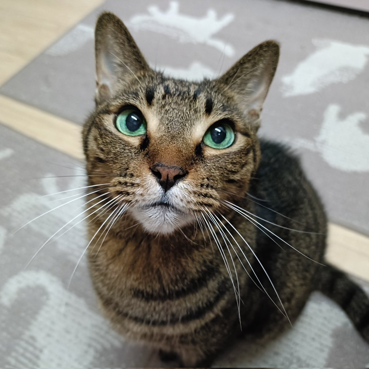 miso1ki10ran's tweet photo. おはようございます😽
今朝のキトラは、今朝も今朝とて「おやつ頂戴❣️」ってすっごくすっごく綺麗なグリーンアイが見上げてるその先を早くあげなくっちゃっ😚💖💚❤可愛くて可愛くて可愛すぎるキトラです💕ヾ(｡>﹏<｡)ﾉﾞ✧*🌟
#保護猫 
#猫のいる暮らし 
#キジトラ https://t.co/4Fuvx4FvXX