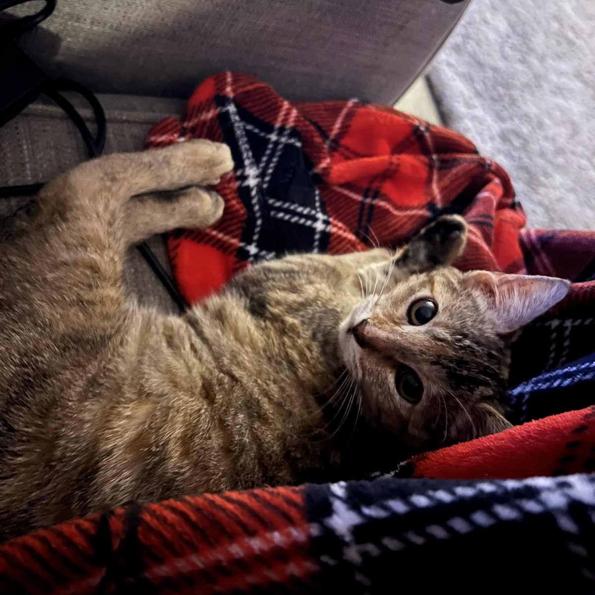 LeahDeAnn's tweet image. Watching the game with this little bebe! #GoSpursGo #porvida 

(You’ll never guess her name! )