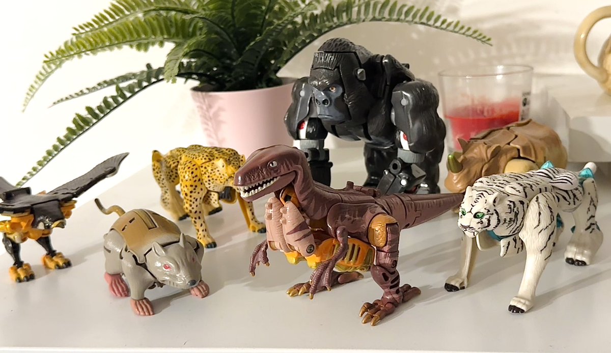 Lovely set of show colour Maximals!