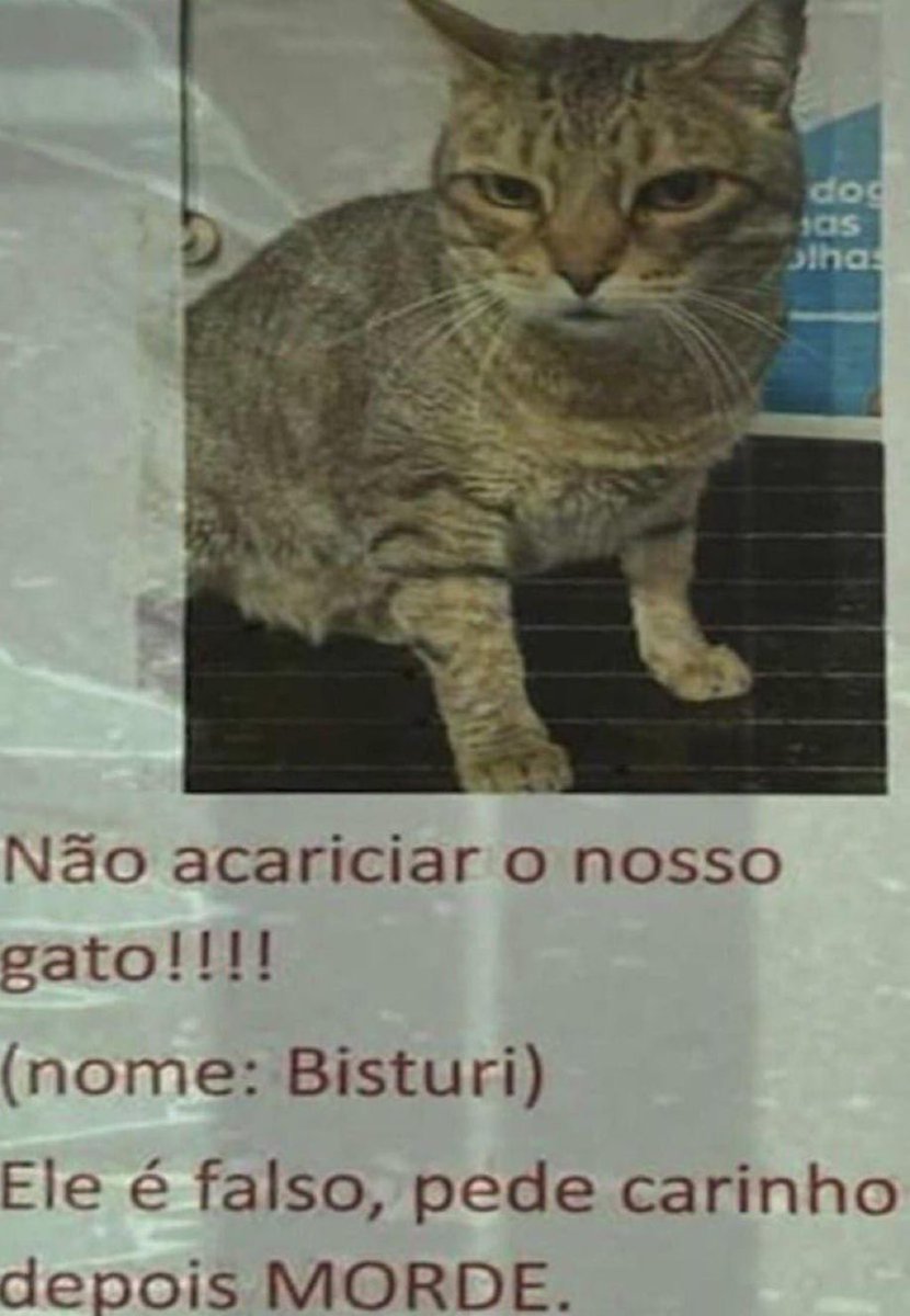 gatos fazendo gatices (@gatinarios) on Twitter photo 