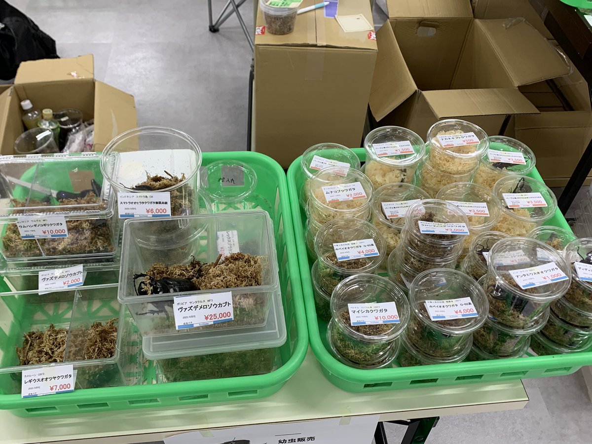 insectGJhouse's tweet photo. 設置完了！
お待ちしております♫ https://t.co/KFDCKagYXo
