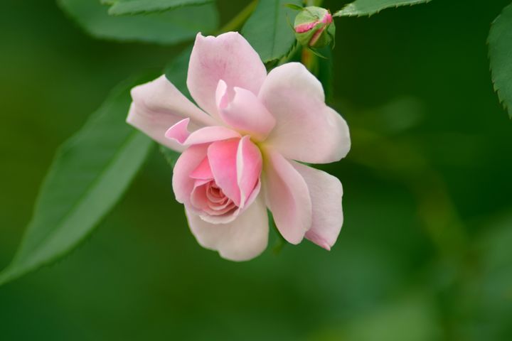TamikoCreativeH's tweet photo. Art of the Day! "BLOOM". Buy at: https://t.co/2DXVLDtR2j https://t.co/l4Ez8P3MR0