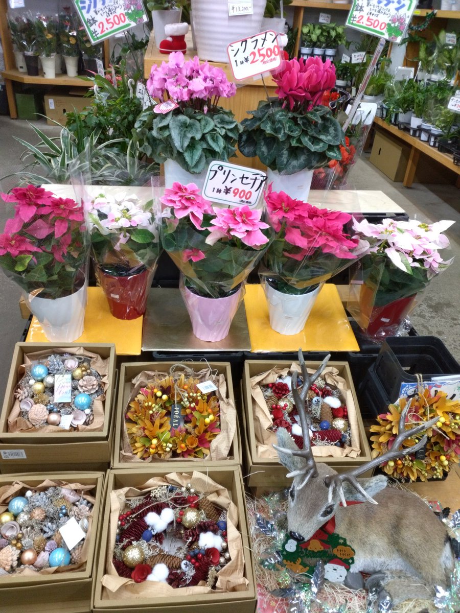 ワールドフラワー 本店（梶ヶ谷店） on X