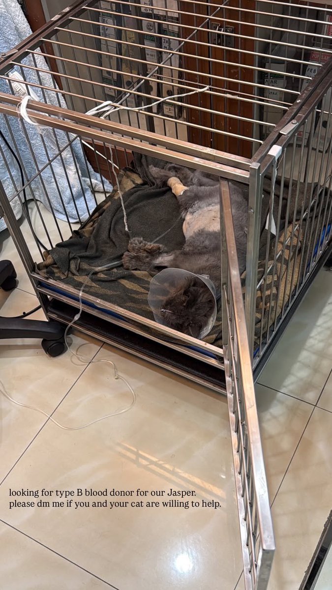 millymie's tweet photo. Hi everyone. We need help. Our family cat, Jasper is in critical condition. He got pancreatis, diabetes, jaundice and in need of blood transfusion. We are looking for any cat donor with blood type B. He is being hospitalised at Gasing Veterinary Hospital, PJ. https://t.co/kRgnIc6YpX