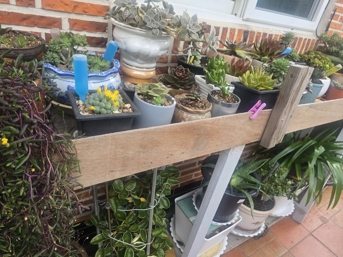 Kangdamin1004's tweet image. 옹기종기 새식구 #다육이 
엄마의 질러병 중에 하나!
꽃을 좋아하시지만 넘쳐나는 화분들
자제시켰더니, 아기군사들로 판을 이루네.

#꽃사랑 #식물사랑 #다육사랑