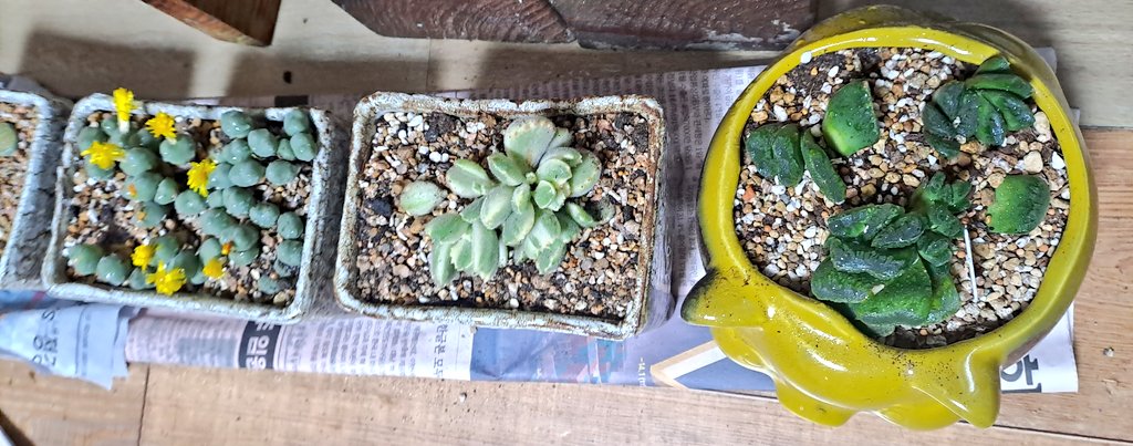 Kangdamin1004's tweet image. 옹기종기 새식구 #다육이 
엄마의 질러병 중에 하나!
꽃을 좋아하시지만 넘쳐나는 화분들
자제시켰더니, 아기군사들로 판을 이루네.

#꽃사랑 #식물사랑 #다육사랑