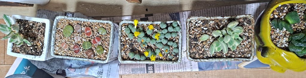 Kangdamin1004's tweet image. 옹기종기 새식구 #다육이 
엄마의 질러병 중에 하나!
꽃을 좋아하시지만 넘쳐나는 화분들
자제시켰더니, 아기군사들로 판을 이루네.

#꽃사랑 #식물사랑 #다육사랑