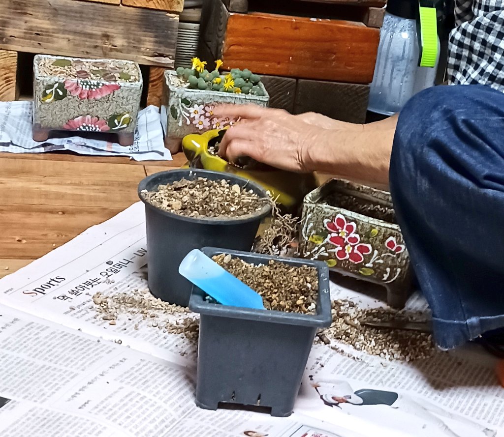 Kangdamin1004's tweet image. 옹기종기 새식구 #다육이 
엄마의 질러병 중에 하나!
꽃을 좋아하시지만 넘쳐나는 화분들
자제시켰더니, 아기군사들로 판을 이루네.

#꽃사랑 #식물사랑 #다육사랑