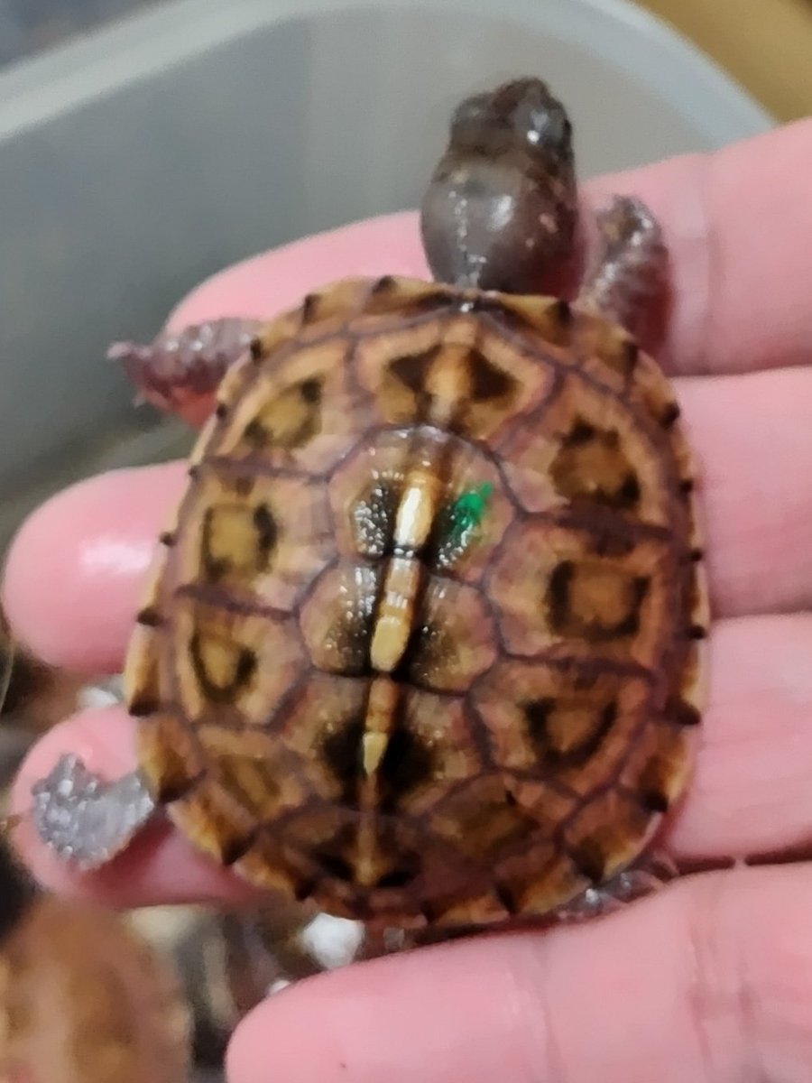 34_wgnc's tweet image. グリーンマーク血統の中で1番甲羅の色が変化している個体です。　うちでは複数出現しているのですが、首元の皮膚の色の感じが一般的なノーマル個体とは違うので何か持ってるように感じます。　(^⁠_⁠^)
#トウブハコガメ 
#Easternboxturtle 
#Terrapenecarolinacarolina 
#burikura